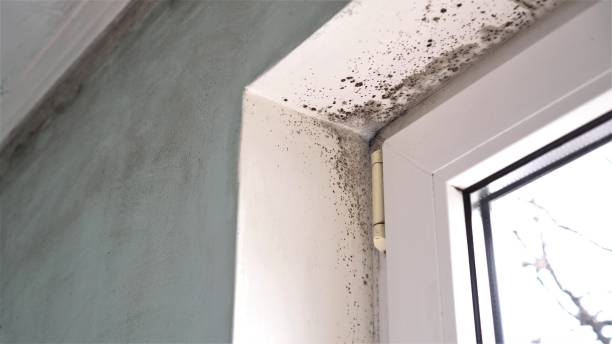 Best Localized Mold Remediation (e.g., coastal areas, humid climates) in Fredonia, NY