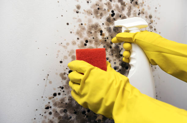Best DIY Mold Remediation Support Services in Fredonia, NY