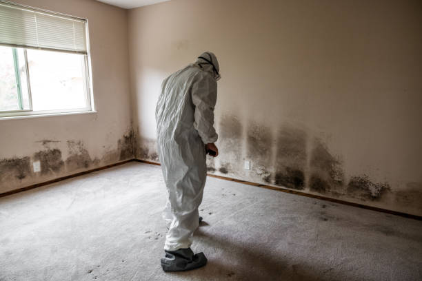 Best Basement Mold Remediation in Fredonia, NY