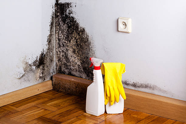 Best Emergency Mold Remediation in Fredonia, NY