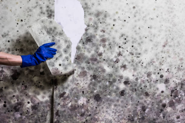 Best Mold Testing and Inspection Services in Fredonia, NY