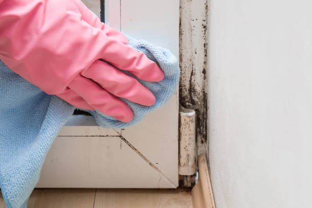 Trusted Fredonia, NY Mold Remediation Experts