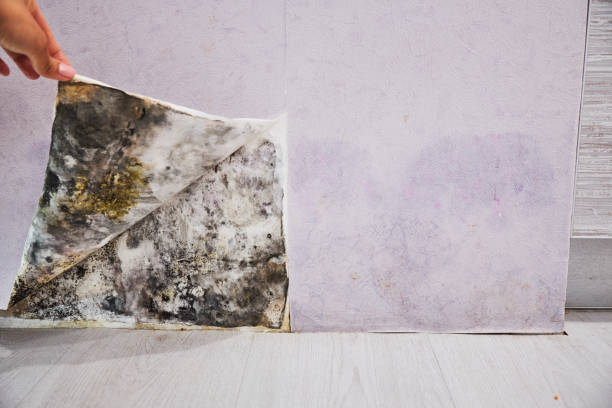 Best Kitchen Mold Remediation in Fredonia, NY